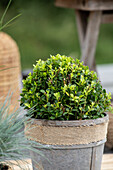 Ilex meserveae 'Little Pirat'®