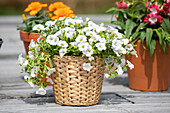 Calibrachoa, white