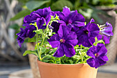 Petunia, violett