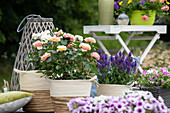 Small shrub rose, salmon pink