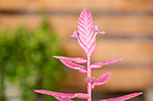 Vriesea, pink