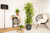 Dracaena fragrans 'Lemon Lime'