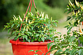 Capsicum frutescens 'Thai Chili'