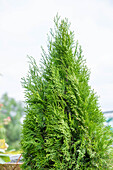 Thuja occidentalis 'Smaragd'