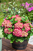 Hydrangea macrophylla, red