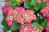 Hydrangea macrophylla, red