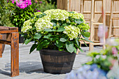 Hydrangea macrophylla, weiß