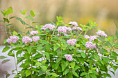 Spiraea japonica