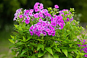 Phlox paniculata, magenta