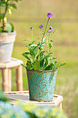 Verbena rigida