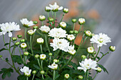 Chrysanthemum multiflora, white