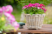 Chrysanthemum multiflora, pink