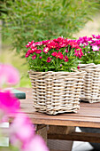 Chrysanthemum multiflora, red