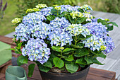 Hydrangea macrophylla, blue