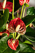 Anthurium x andreanum, rot
