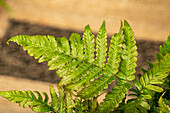 Pteris dentata