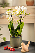 Phalaenopsis Midi, white