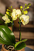 Phalaenopsis, gelb