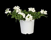 Verbena, white