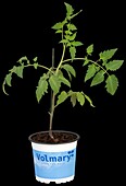 Solanum lycopersicum 'Tuma® Red'