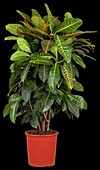 Codiaeum variegatum 'Petra'