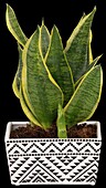 Sansevieria trifasciata var. laurentii