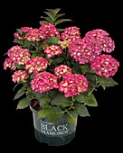 Hydrangea 'Black Diamonds'®