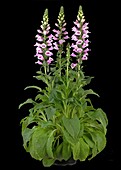 Digitalis purpurea, pink