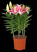 Lilium Oriental, rosa-weiß