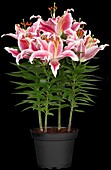 Lilium Oriental, rosa-weiß