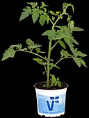 Solanum lycopersicum 'Bartelly'