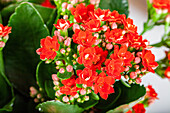 Kalanchoe blossfeldiana Calandiva®, red