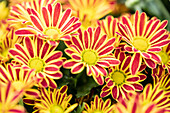 Chrysanthemum 'Swifty'