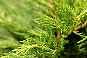 Thuja plicata