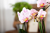 Phalaenopsis, gestreift