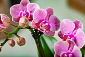 Phalaenopsis Mini