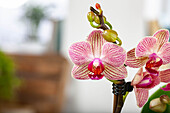 Phalaenopsis, gestreift