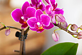 Phalaenopsis, pink