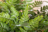 Pteris