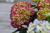 Hydrangea macrophylla, red