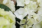 Hydrangea macrophylla, white