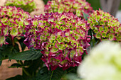 Hydrangea macrophylla, rot