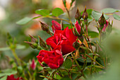 Climbing rose, red