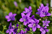 Campanula portenschlagiana, blau