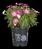 Argyranthemum 'Crazy Daisy'