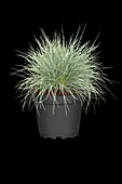 Festuca glauca