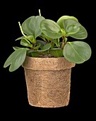 Peperomia obtusifolia