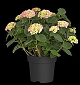 Hydrangea macrophylla, pink