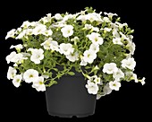 Calibrachoa, white