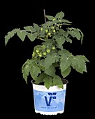 Solanum lycopersicum 'Strongboy'